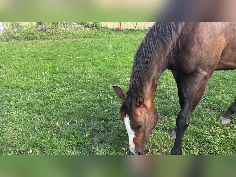 American Quarter Horse Mix Stute 8 Jahre 163 cm Brauner in Alsting