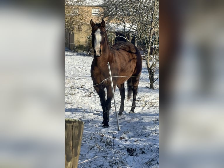 American Quarter Horse Mix Stute 8 Jahre 163 cm Brauner in Alsting