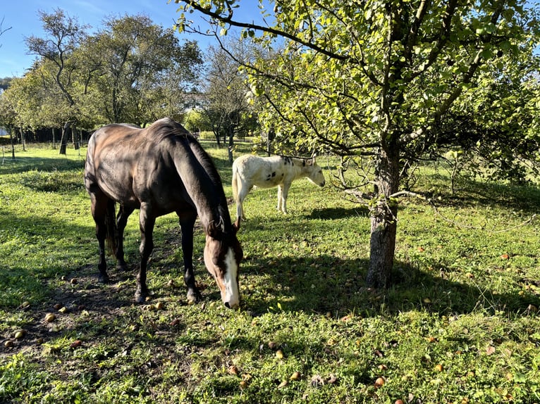 American Quarter Horse Mix Stute 8 Jahre 163 cm Brauner in Alsting