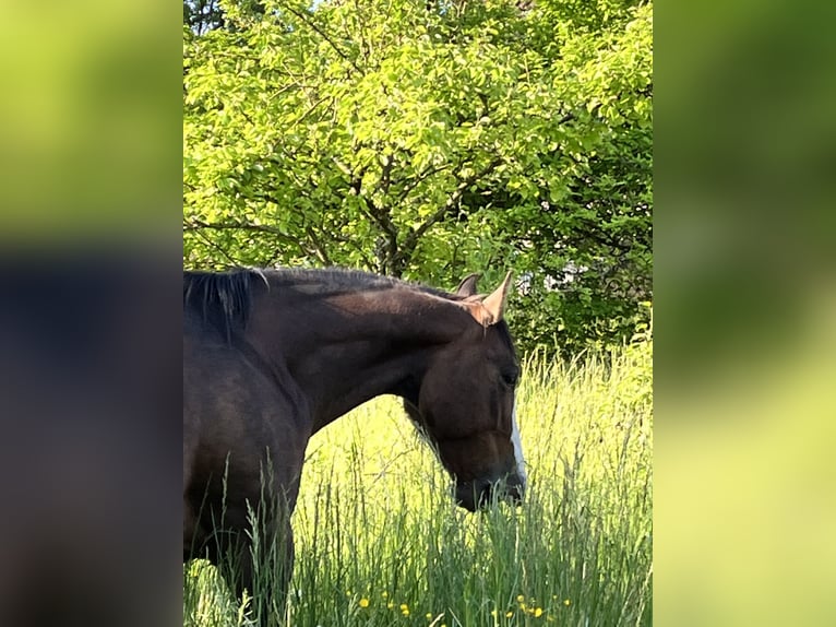 American Quarter Horse Mix Stute 8 Jahre 163 cm Brauner in Alsting