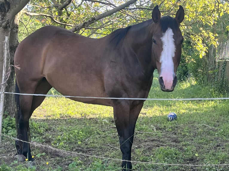 American Quarter Horse Mix Stute 8 Jahre 163 cm Brauner in Alsting