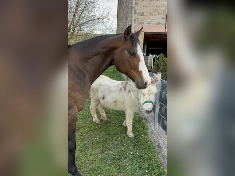 American Quarter Horse Mix Stute 8 Jahre 163 cm Brauner in Alsting