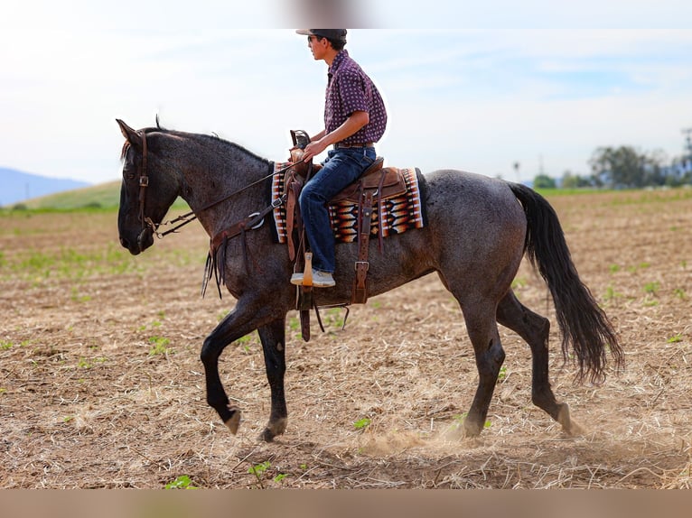 American Quarter Horse Stute 8 Jahre 168 cm Roan-Blue in Norco