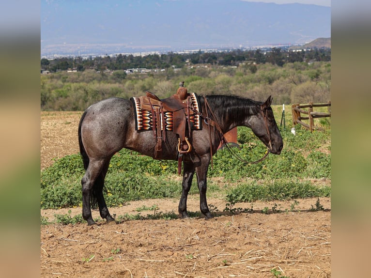 American Quarter Horse Stute 8 Jahre 168 cm Roan-Blue in Norco