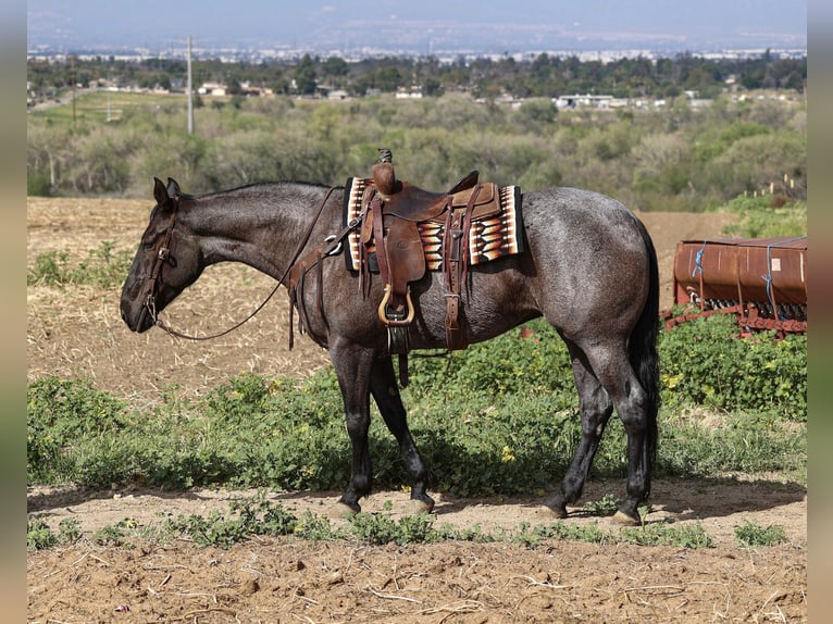American Quarter Horse Stute 8 Jahre 168 cm Roan-Blue in Norco