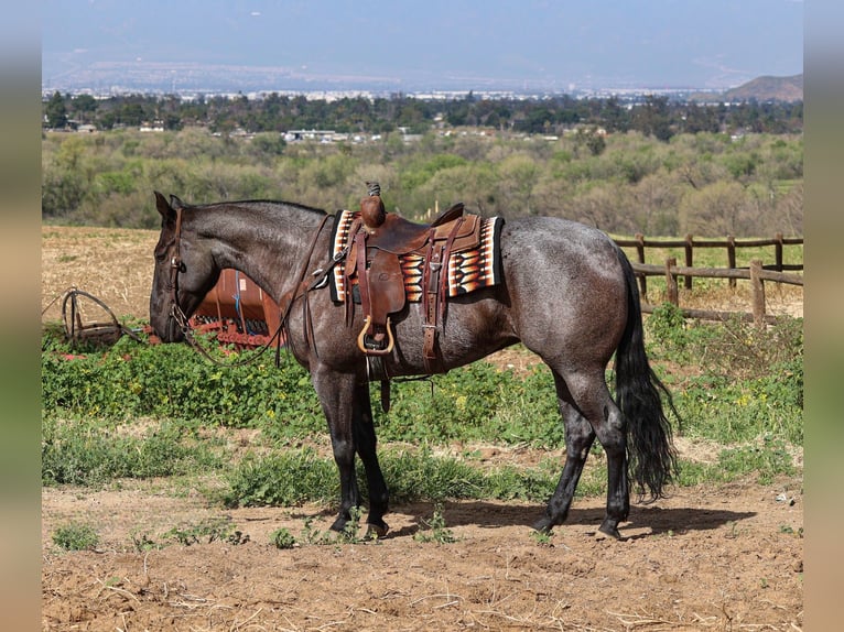 American Quarter Horse Stute 8 Jahre 168 cm Roan-Blue in Norco