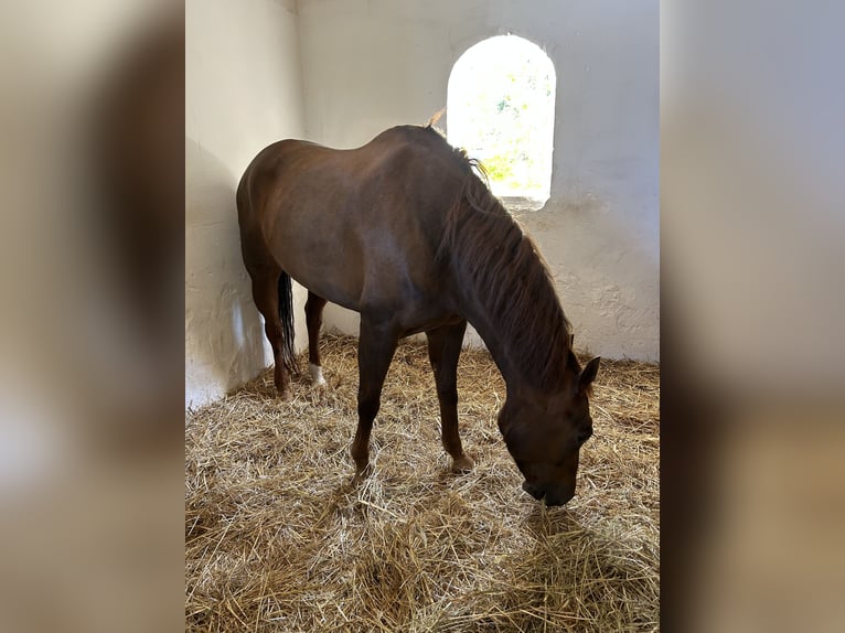 American Quarter Horse Stute 8 Jahre Brauner in Lecce