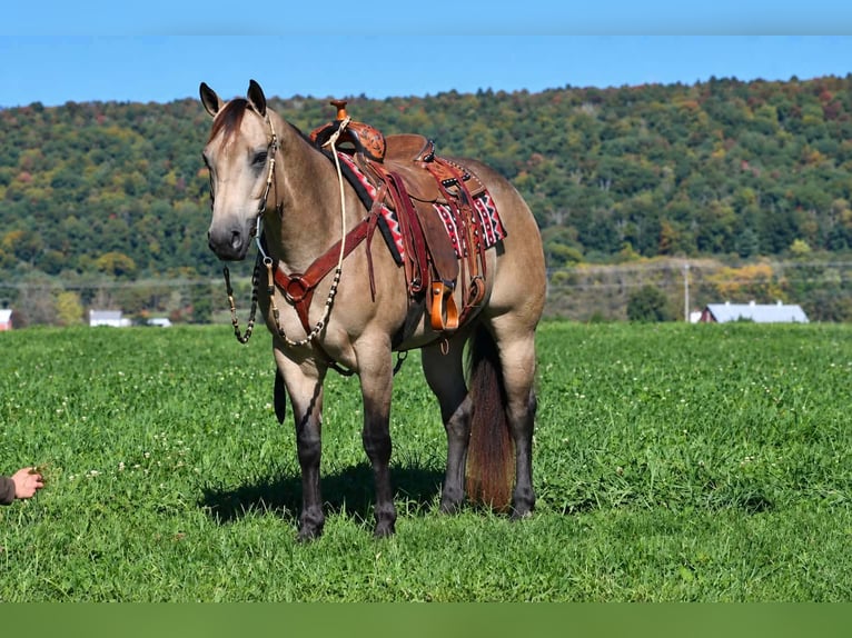 American Quarter Horse Stute 8 Jahre Buckskin in Rebersburg
