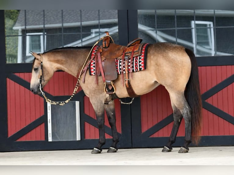 American Quarter Horse Stute 8 Jahre Buckskin in Rebersburg