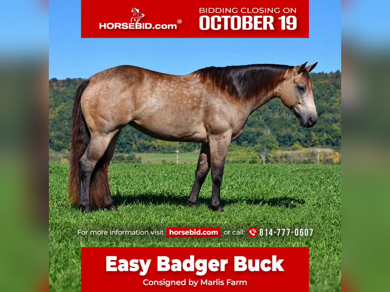 American Quarter Horse Stute 8 Jahre Buckskin in Rebersburg