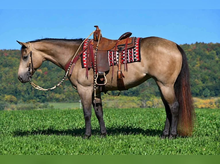 American Quarter Horse Stute 8 Jahre Buckskin in Rebersburg