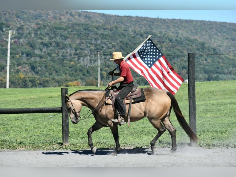 American Quarter Horse Stute 8 Jahre Buckskin in Rebersburg