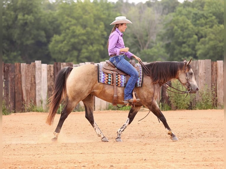 American Quarter Horse Stute 8 Jahre Buckskin in Adair OK