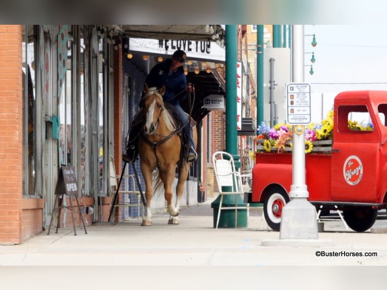 American Quarter Horse Stute 8 Jahre Palomino in Weatherford TX