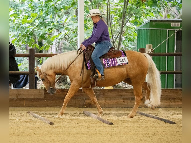 American Quarter Horse Stute 8 Jahre Palomino in Rottum