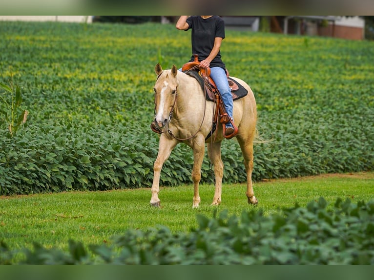American Quarter Horse Stute 8 Jahre Palomino in Gordonville