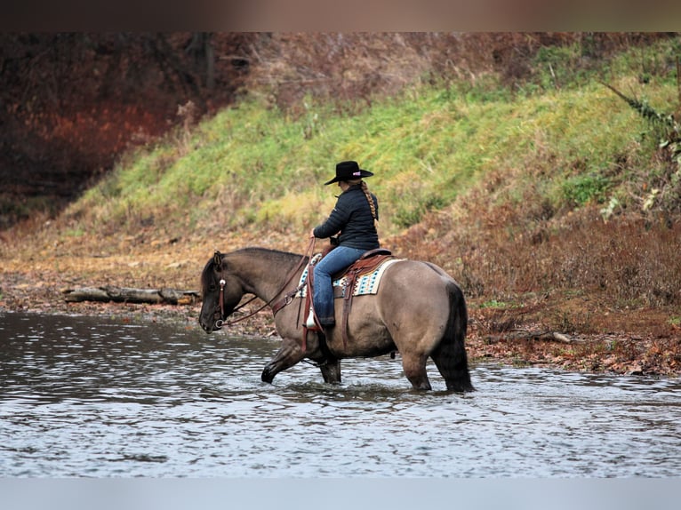 American Quarter Horse Stute 8 Jahre Roan-Blue in Clarion