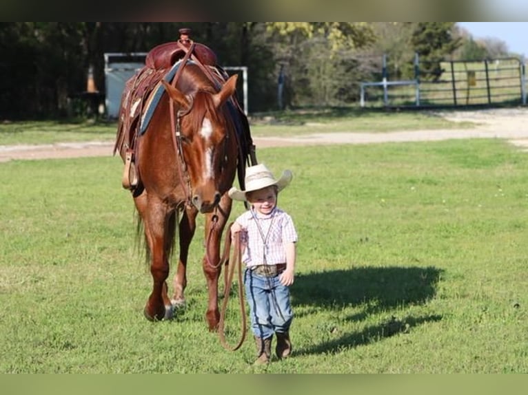 American Quarter Horse Stute 8 Jahre Roan-Red in Burleson, TX