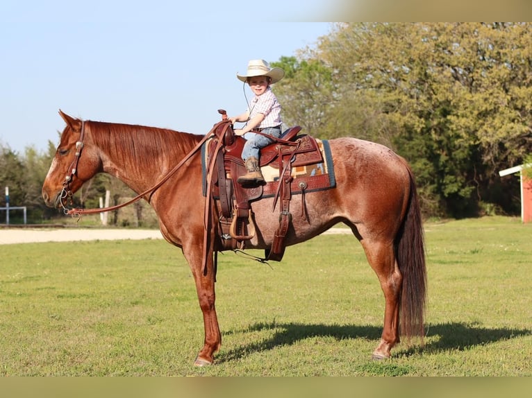 American Quarter Horse Stute 8 Jahre Roan-Red in Burleson, TX