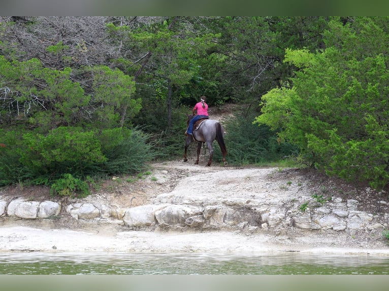 American Quarter Horse Stute 8 Jahre Roan-Red in Forney
