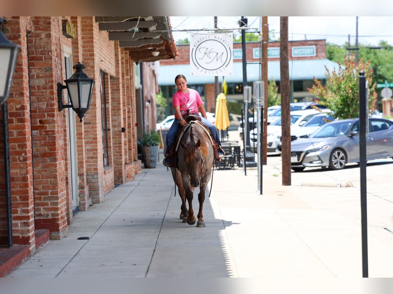 American Quarter Horse Stute 8 Jahre Roan-Red in Forney