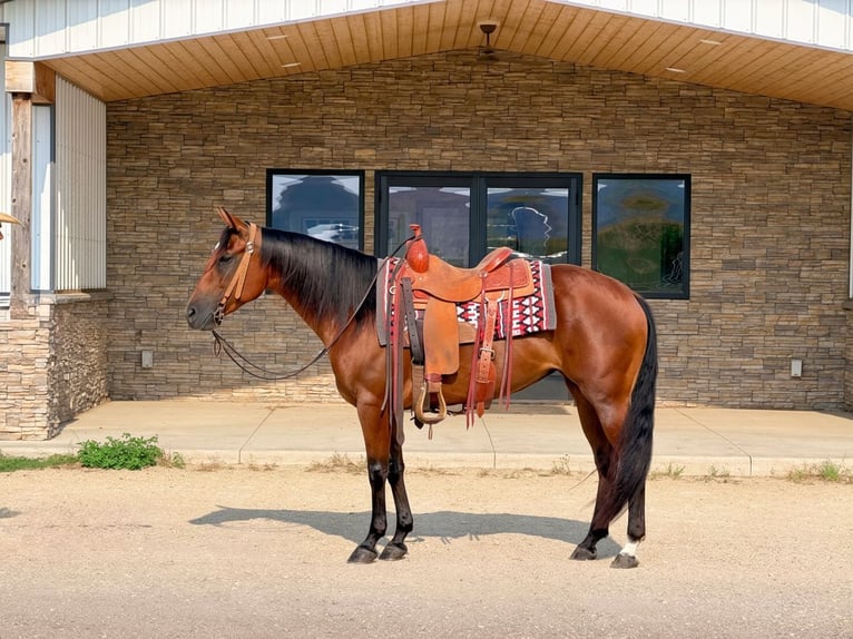 American Quarter Horse Stute 8 Jahre Rotbrauner in Cannon Falls