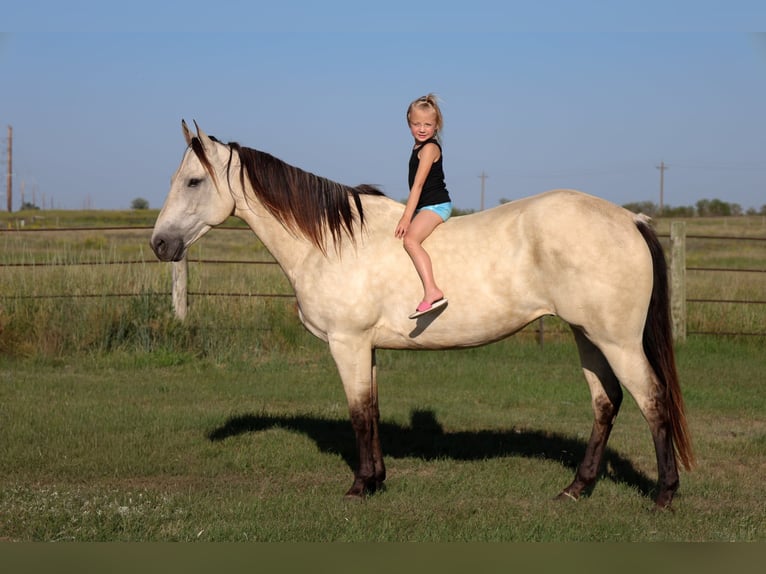 American Quarter Horse Stute 8 Jahre Rotfuchs in La Grange
