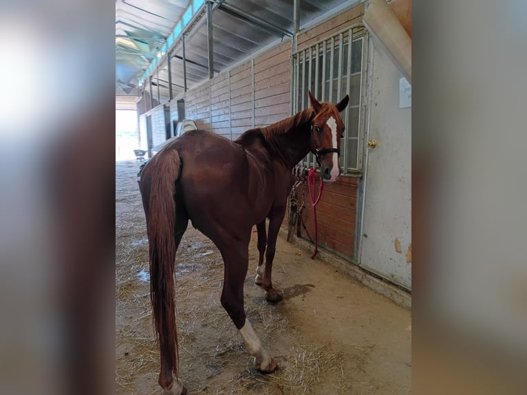 American Quarter Horse Stute 8 Jahre Rotfuchs in Longview , Texas American Quarter Horse Stute 8 Jahre Rotfuchs in Longview , Texas