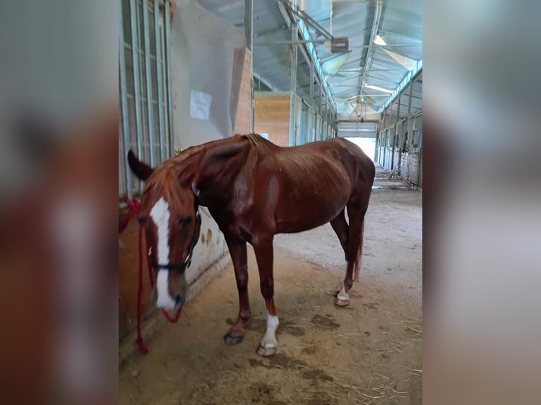 American Quarter Horse Stute 8 Jahre Rotfuchs in Longview , Texas American Quarter Horse Stute 8 Jahre Rotfuchs in Longview , Texas