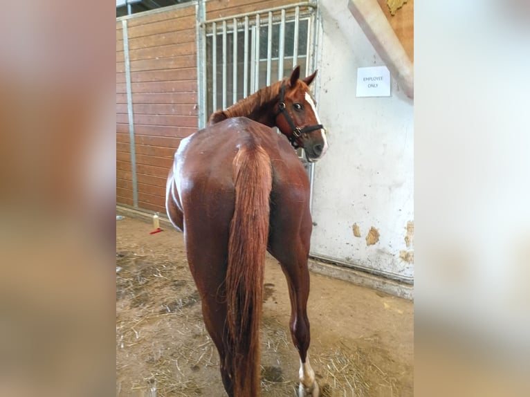 American Quarter Horse Stute 8 Jahre Rotfuchs in Longview , Texas American Quarter Horse Stute 8 Jahre Rotfuchs in Longview , Texas