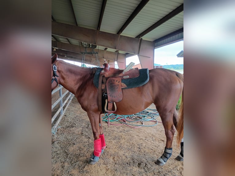 American Quarter Horse Stute 8 Jahre Rotfuchs in Longview , Texas American Quarter Horse Stute 8 Jahre Rotfuchs in Longview , Texas