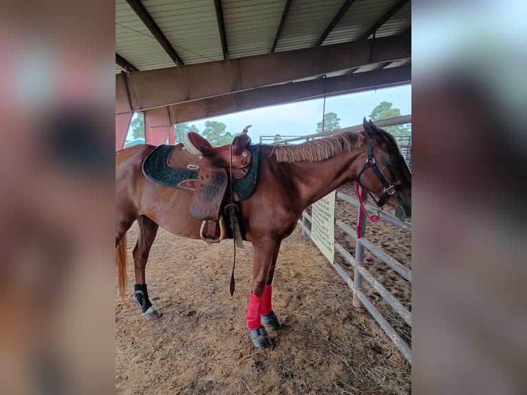 American Quarter Horse Stute 8 Jahre Rotfuchs in Longview , Texas American Quarter Horse Stute 8 Jahre Rotfuchs in Longview , Texas