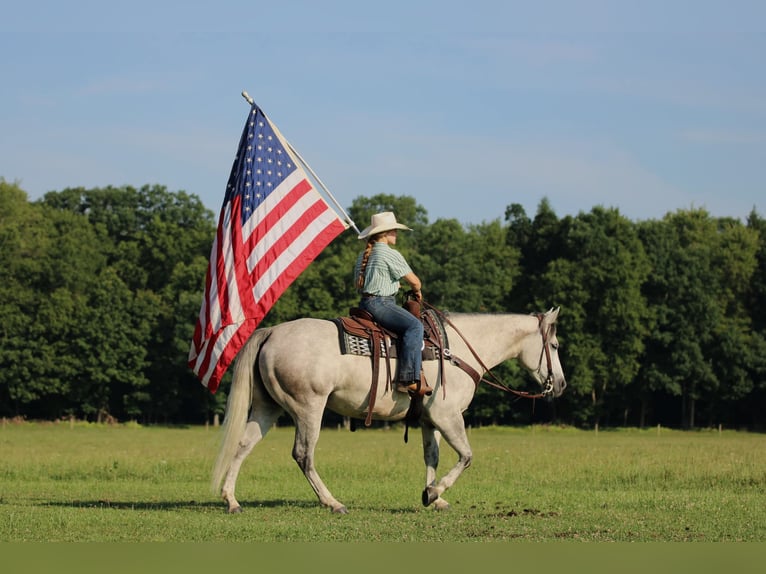 American Quarter Horse Stute 8 Jahre Schimmel in Clarion