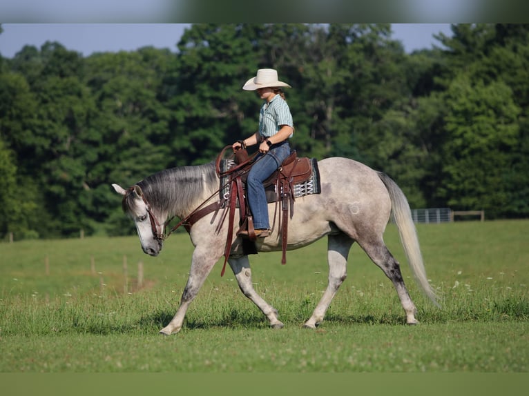 American Quarter Horse Stute 8 Jahre Schimmel in Clarion