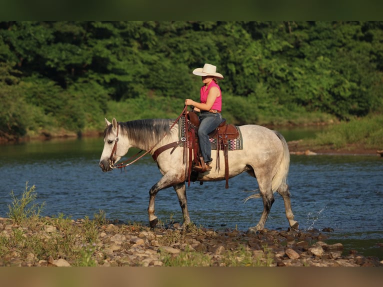 American Quarter Horse Stute 8 Jahre Schimmel in Clarion