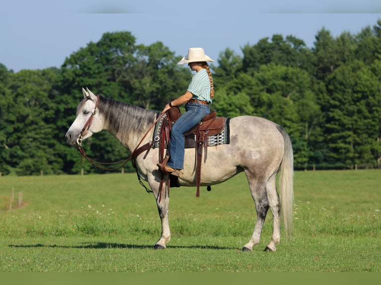 American Quarter Horse Stute 8 Jahre Schimmel in Clarion