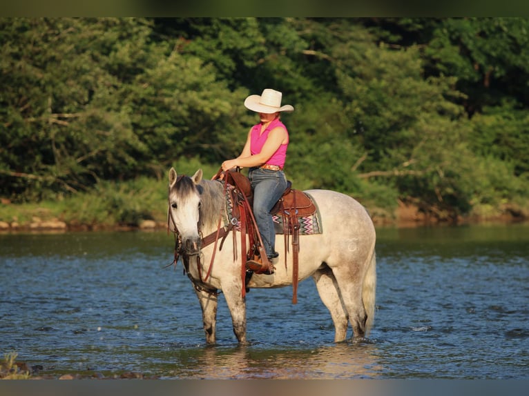 American Quarter Horse Stute 8 Jahre Schimmel in Clarion
