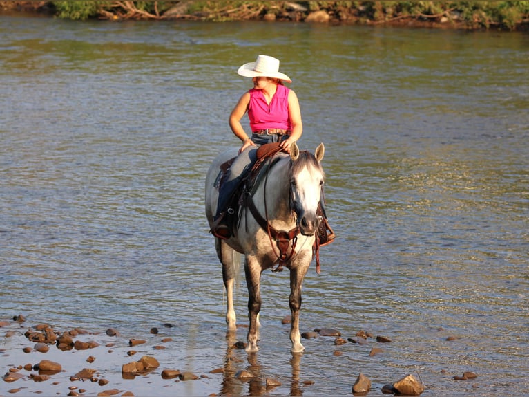 American Quarter Horse Stute 8 Jahre Schimmel in Clarion