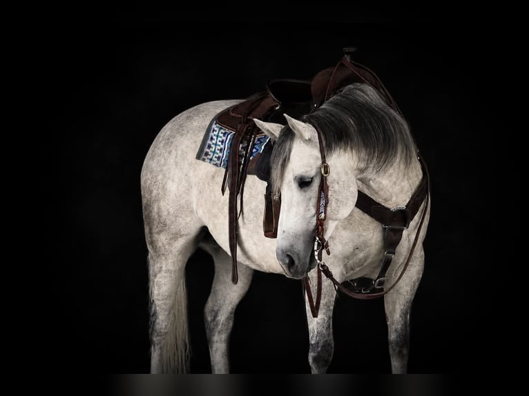 American Quarter Horse Stute 8 Jahre Schimmel in Clarion