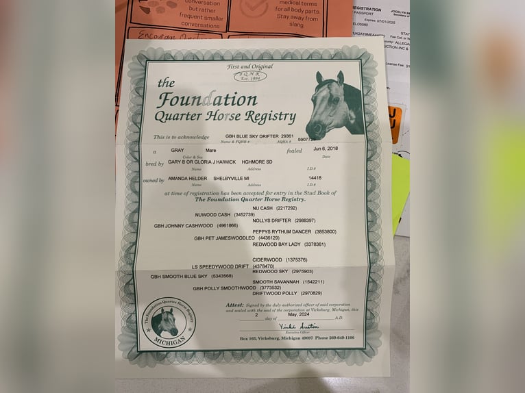 American Quarter Horse Stute 8 Jahre Schimmel in Shelbyville