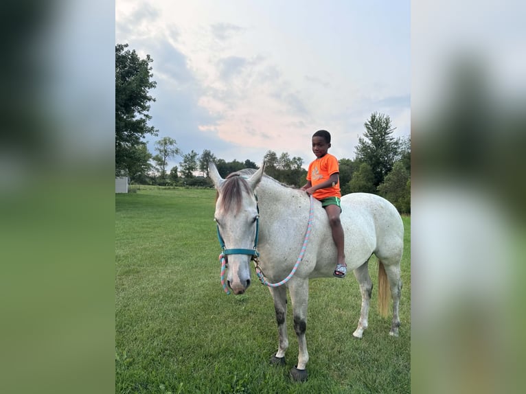 American Quarter Horse Stute 8 Jahre Schimmel in Shelbyville