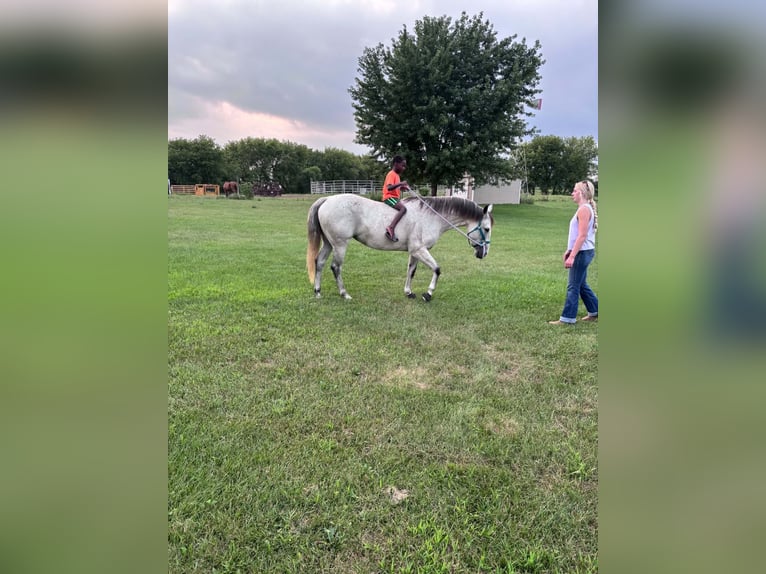 American Quarter Horse Stute 8 Jahre Schimmel in Shelbyville