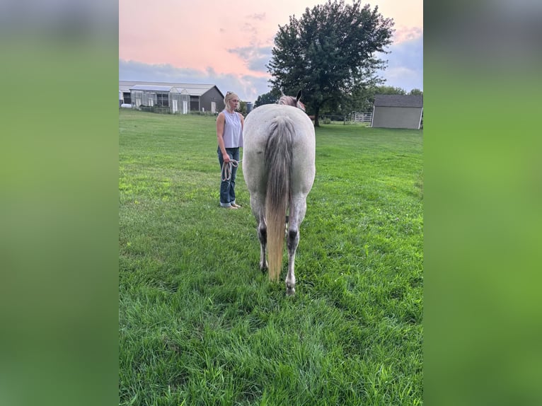American Quarter Horse Stute 8 Jahre Schimmel in Shelbyville