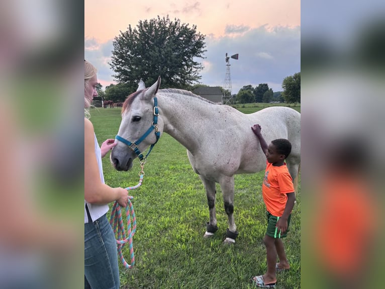 American Quarter Horse Stute 8 Jahre Schimmel in Shelbyville