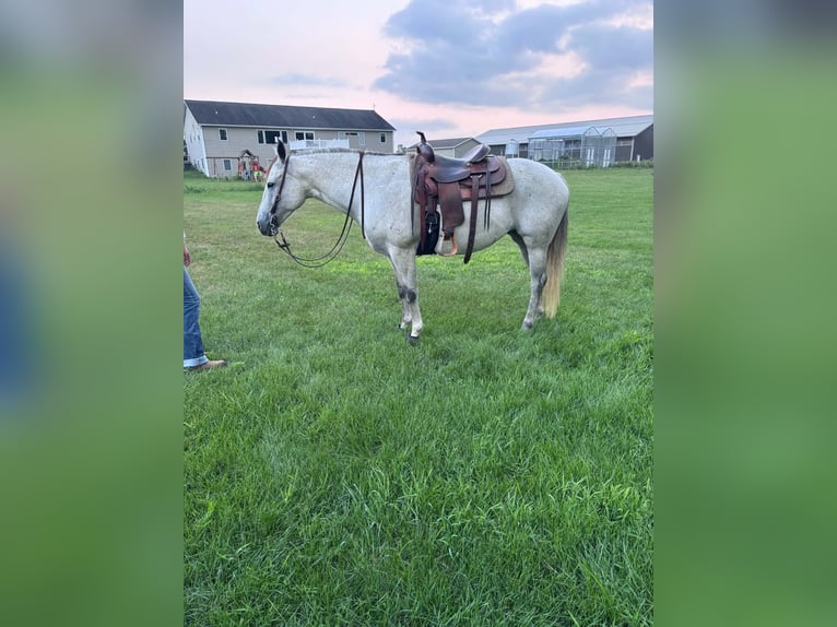American Quarter Horse Stute 8 Jahre Schimmel in Shelbyville