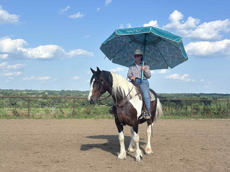 American Quarter Horse Stute 8 Jahre Tobiano-alle-Farben in Princeton MO