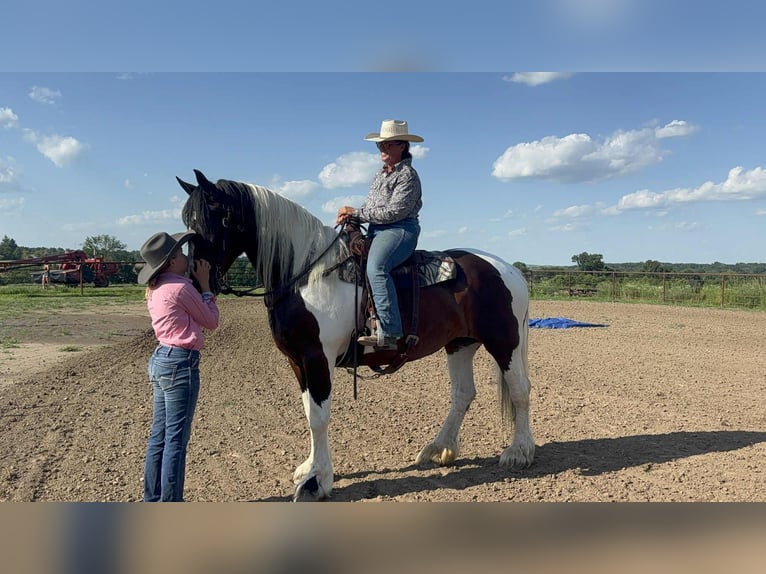 American Quarter Horse Stute 8 Jahre Tobiano-alle-Farben in Princeton MO