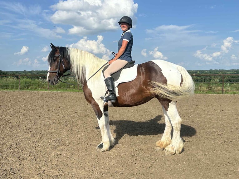 American Quarter Horse Stute 8 Jahre Tobiano-alle-Farben in Princeton MO