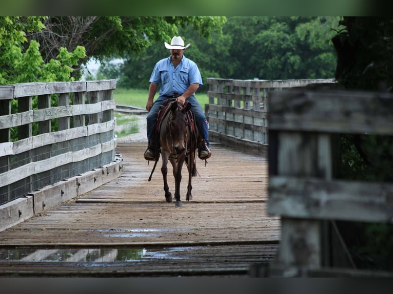 American Quarter Horse Stute 9 Jahre 132 cm Falbe in stephenville TX