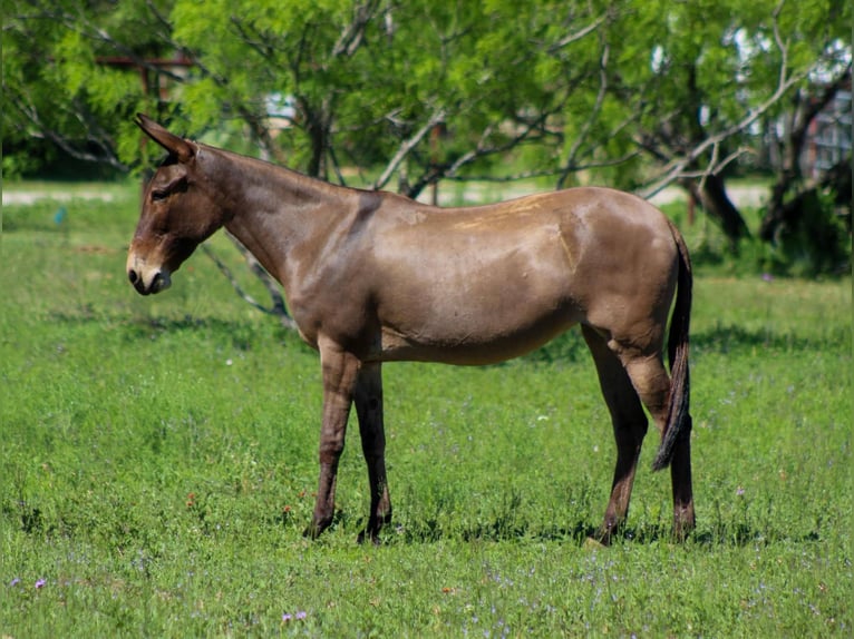 American Quarter Horse Stute 9 Jahre 132 cm Falbe in stephenville TX
